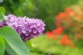 Selective focus shot of a branch of lilac flowers in Halifax public garden on a sunny summer day Royalty Free Stock Photo