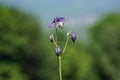 Selective focus shot of a branch of a purple Tasmanian flax-lily flower on a blurred background