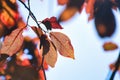 Selective focus shot of a branch with red autumn leaves with blurred background Royalty Free Stock Photo