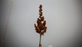 Selective focus shot of a branch with red flowers on blurred white background Royalty Free Stock Photo