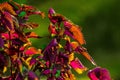 Selective focus shot of bright colorful coleus leaves on a blurry background Royalty Free Stock Photo