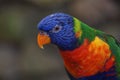 Selective focus shot of a bright colorful rainbow lorikeet parrot in the daylight Royalty Free Stock Photo