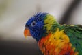 Selective focus shot of a bright colorful rainbow lorikeet parrot in the daylight Royalty Free Stock Photo