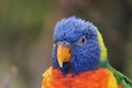 Selective focus shot of a bright colorful rainbow lorikeet parrot in the daylight Royalty Free Stock Photo