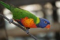 Selective focus shot of a bright colorful rainbow lorikeet parrot perched on a tree branch Royalty Free Stock Photo