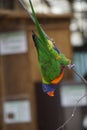 Selective focus shot of a bright colorful rainbow lorikeet parrot perched on a tree branch Royalty Free Stock Photo