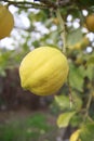 Selective focus shot of a bright yellow lemon growing on a lemon tree