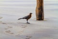 Selective focus shot of a brown boat-tailed grackle bird on a sandy surface Royalty Free Stock Photo