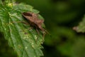 Selective focus shot of a brown bug on a leaf Royalty Free Stock Photo