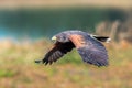 Selective focus shot of a brown desert hawk in flight over a pond