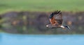 Selective focus shot of a brown desert hawk in flight over a pond