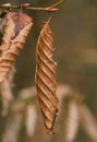 Selective focus shot of a brown dry leaf on a branch Royalty Free Stock Photo