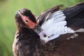Selective focus shot of a brown duck with a red face and white wings Royalty Free Stock Photo