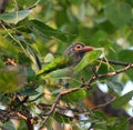 Selective focus shot of brown headed barbet resting on tree branch Royalty Free Stock Photo