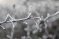 Selective focus shot of a brown leafless branch covered with hoarfrost