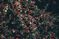 Selective focus shot of Buffaloberries plants Royalty Free Stock Photo