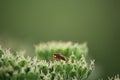 Selective focus shot of a bug on ablooming flower in the greenery Royalty Free Stock Photo