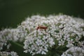 Selective focus shot of a bug on ablooming flower in the greenery Royalty Free Stock Photo