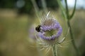 Selective focus shot of a bug on a wild teasel Royalty Free Stock Photo
