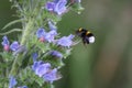 Selective focus shot of a bumblebee feeding on blue flower