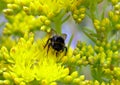 Selective focus shot of a bumblebee feeding on yellow Sedum rupestre flower Royalty Free Stock Photo