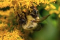 Selective focus shot of a bumblebee hanging on a yellow flower