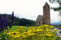 Selective focus shot of bumblebees feeding on yellow flowers on the background of St Kathrein church