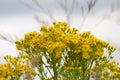 Selective focus shot of a bunch of beautiful yellow daisies Royalty Free Stock Photo