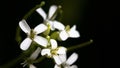 Selective focus shot of a bunch of jasmine flowers Royalty Free Stock Photo
