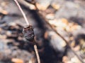 Selective focus shot of burnt-out banksia seed cone had released seeds to ground after bush fire Royalty Free Stock Photo