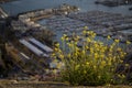 Selective focus shot of a bush with yellow flowers on a concrete road - success concept