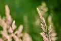 Selective focus shot of bushgrass in the garden with blur background