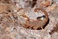 Selective focus shot of a Buthus occitanus (common yellow scorpion)