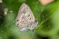 Selective focus shot of a butterfly on a spider net Royalty Free Stock Photo