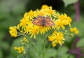 Selective focus shot of a butterfly on yellow Ragwort Wildflower