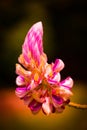 Selective focus shot of a Caesalpinia flower growing in Malasia on blurred background