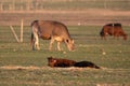 Selective focus shot of a calf resting in the field with brown cow grazing in the background Royalty Free Stock Photo