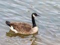 Selective focus shot of a Canada goose floating on water Royalty Free Stock Photo