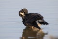 Selective focus shot of a Canadian goose floating on a pond Royalty Free Stock Photo