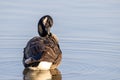 Selective focus shot of a Canadian goose floating on a pond Royalty Free Stock Photo