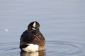 Selective focus shot of a Canadian goose floating on a pond Royalty Free Stock Photo