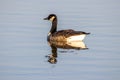 Selective focus shot of a Canadian goose floating on a pond Royalty Free Stock Photo