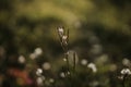 Selective focus shot of Cardamine flowers on a blurry meadow backg Royalty Free Stock Photo