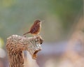 Selective focus shot of a carolina wren bird perched on a wooden branch