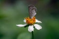 Selective focus shot of a Cassius blue butterfly with closed wings perched on a white flower Royalty Free Stock Photo
