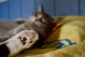 Selective focus shot of cat foot with pink pads on the background of a cat lying on the bed Royalty Free Stock Photo