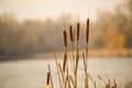 Selective focus shot of cattails by a lake