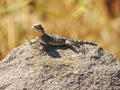 Selective focus shot of a Caucasian dragon lizard on a rock Royalty Free Stock Photo