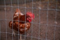 Selective focus shot of a chicken behind a wire fence Royalty Free Stock Photo