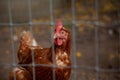 Selective focus shot of a chicken behind a wire fence Royalty Free Stock Photo